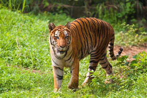 Where To See Bengal Tigers In The Wild
