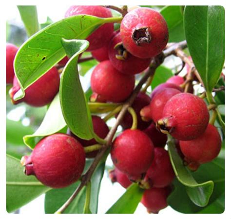 Jambu batu, atau dikenali juga sebagai guava merupakan sejenis tumbuhan yang berasal dari mexico atau amerika tengah. Cita Tani Nursery (NS0154959-D): Benih Jambu Batu Strawberry