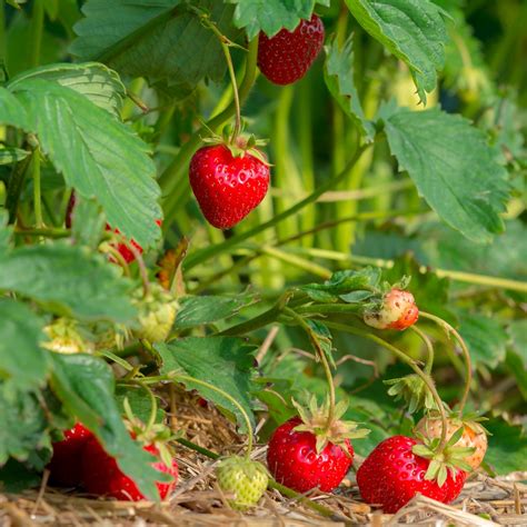 Growing Strawberries Is Easy As Pie