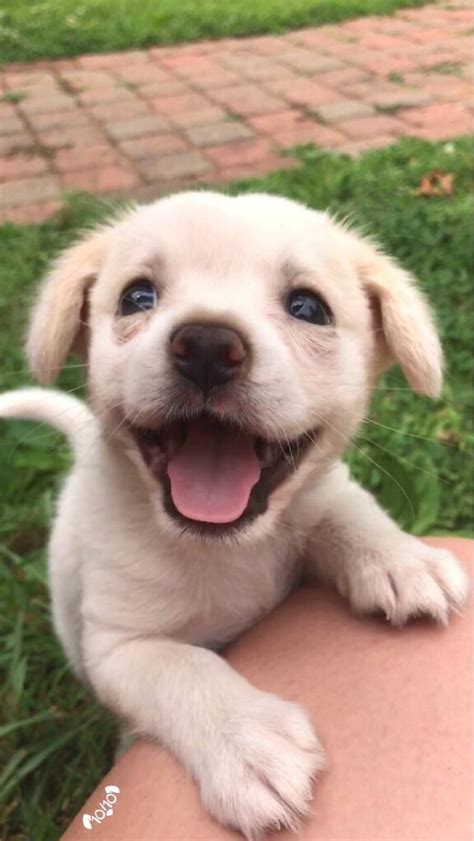 Heres A Picture Of A Cute Puppy To Brighten Up Your Day X Post From R