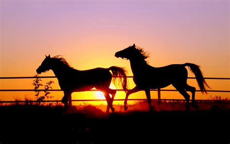 Horse Running In Sunset