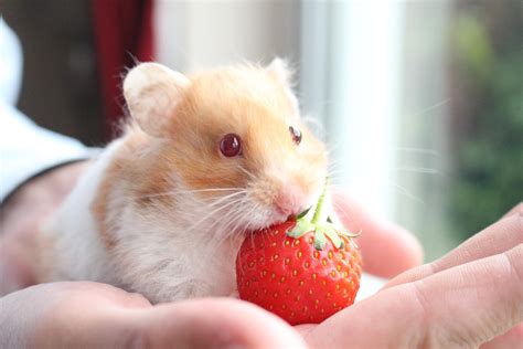 A Photogenic Hamster Eating A Strawberry Cute Small Animals Cute