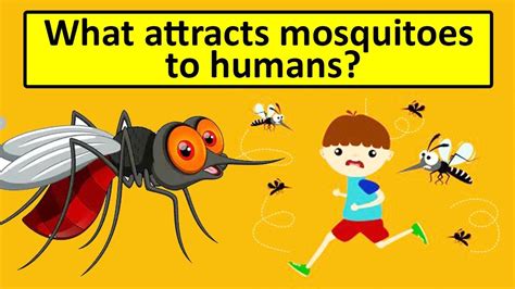 What Attracts Mosquitoes To Humans Youtube