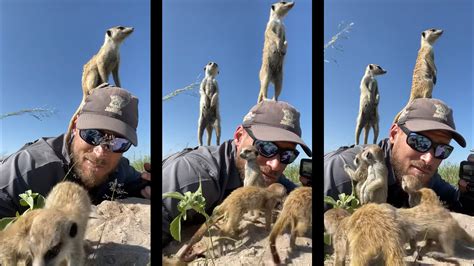 Watch Adorable Meerkats Climb On A Photographer To Get A Better View