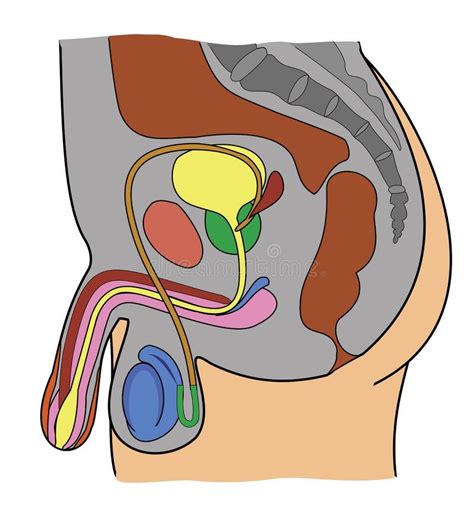 Anatomie Des Männlichen Genitalen Systems Stock Abbildung Illustration Von Abbildung Diagramm