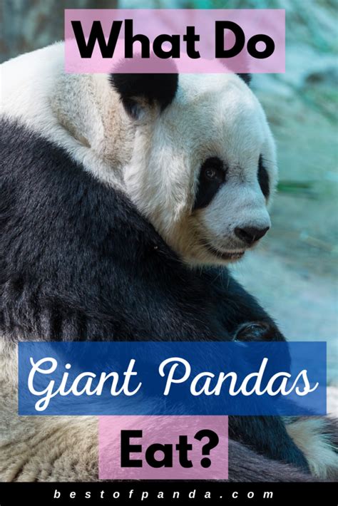 What Do Pandas Eat Besides Bamboo Whatodi