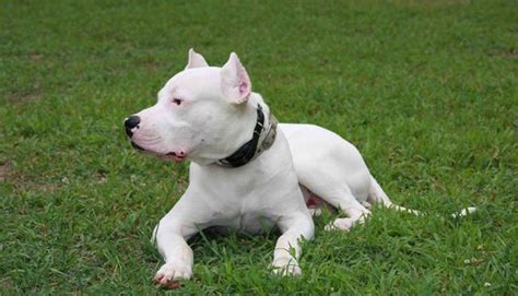 dogo argentino  handpicked ideas  discover  animals  pets beautiful dogs