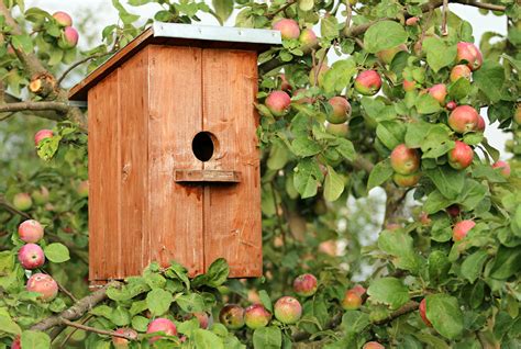 Free Images Nature Flower Cabin Cottage Garden Help Birds Kids