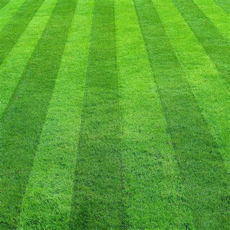 Best Lawn Mowing Patterns Cardinal Lawns