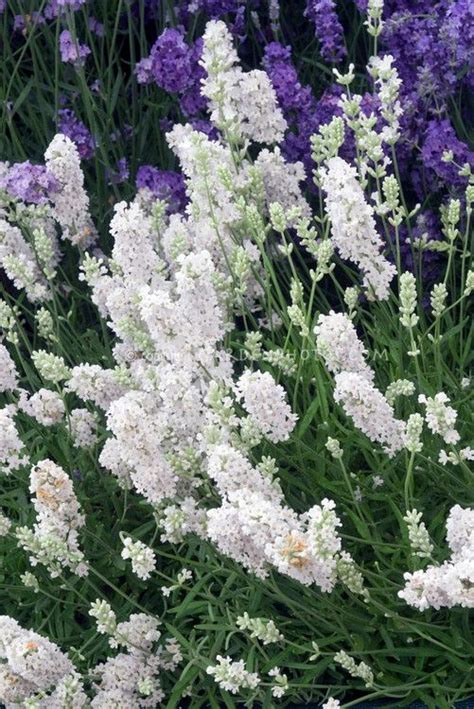 White Lavender Flowers The Design Interior
