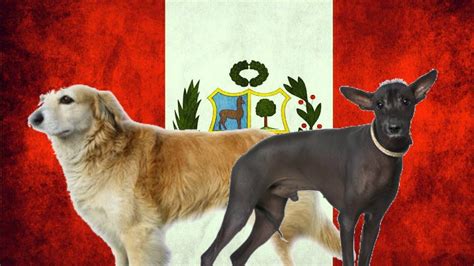 Los Perros De Origen Peruano Youtube