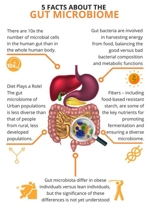 The Development Of The Gut Microbiome Thryveinside Gut Health Blog