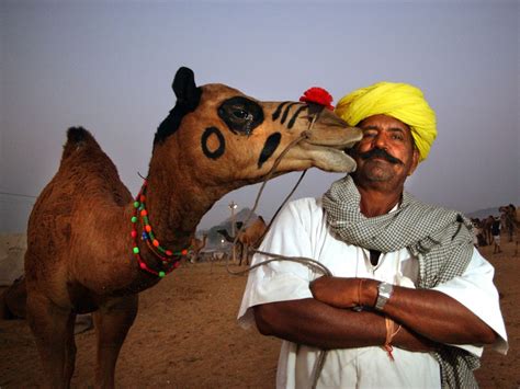pushkar rajasthan a camel and national geographic