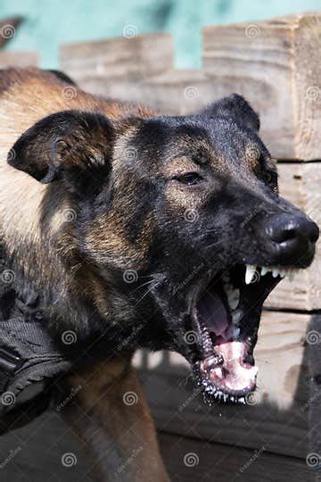 Beautiful Angry Aggressive Dog Belgian Shepherd Malinois Grab Criminal