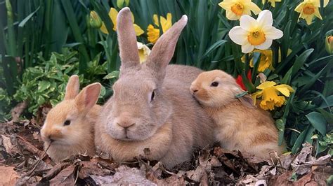 Spring Bunny Rabbits In Spring Leaves Hd Wallpaper Pxfuel
