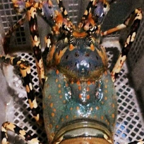 Jual Lobster Laut JUMBO Fresh Segar 1Ekor Size 1kg Sampai 1 2kg