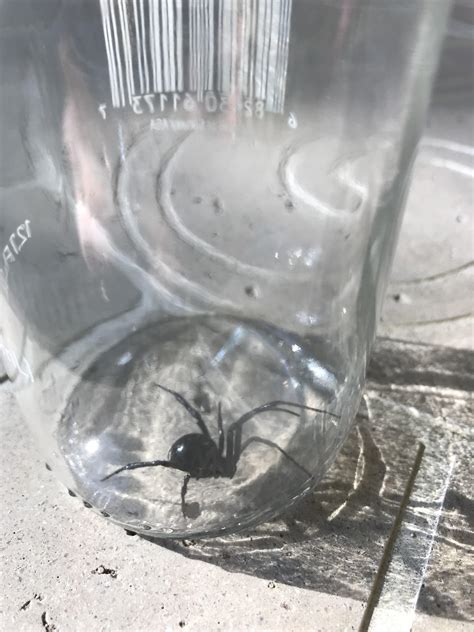 Black Widow Without Hourglass Rspiders