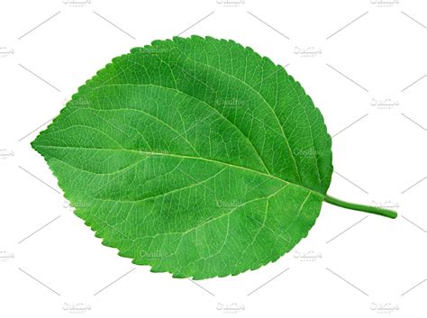 Apple Leaf Isolated On White High Quality Food Images ~ Creative Market