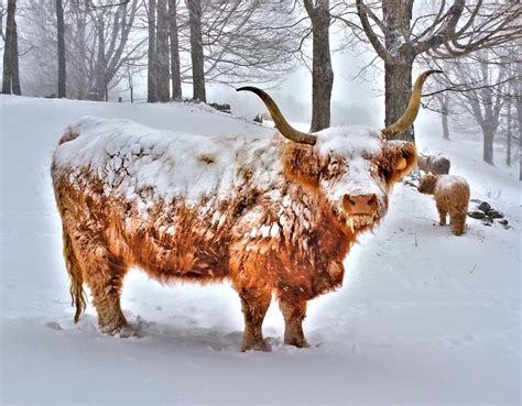 Snow Covered Cows Concord Nh Patch