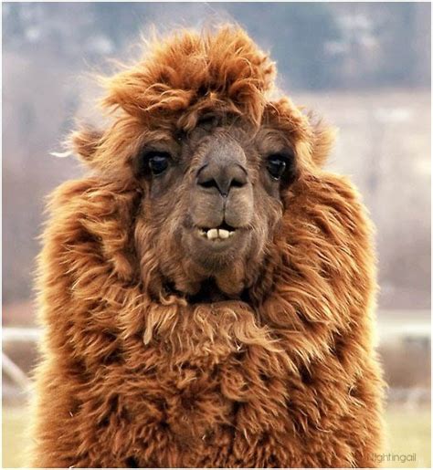 25 Alpacas With The Most Amazing Hair Ever Twistedsifter