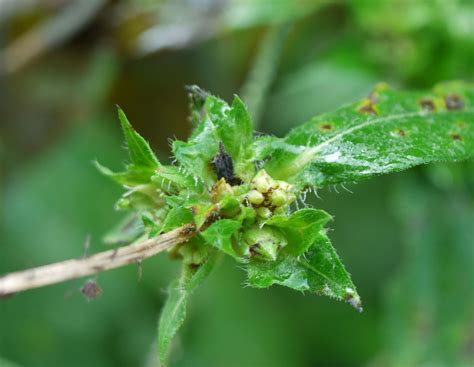 Those tiny pollen grains are spread by wind. Common ragweed | Identify that Plant