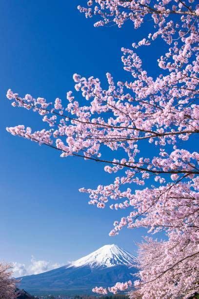 Fuji Mountain And Pink Sakura Tree With Blue Sky At Kawaguchiko Lake