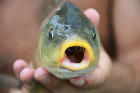 Fish With Open Mouth Stock Image Image Of Water Black 32484513