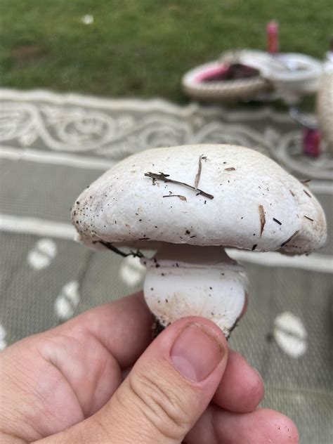 Im Very New To Mushrooms And I Dont Know Where To Start I Found