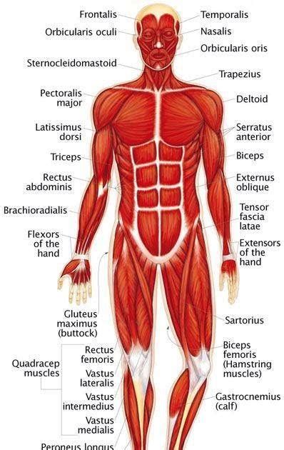 Human Muscles Diagram 42 530 Muscle Anatomy Stock Photos Images