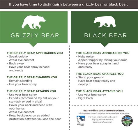 Know Your Bears Big Sky Community Organization