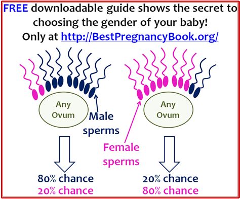 How To Conceive A Baby Boy Ebook