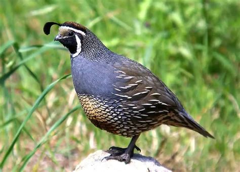 24 Backyard Birds In Utah Pictures And Facts Bird Feeder Hub