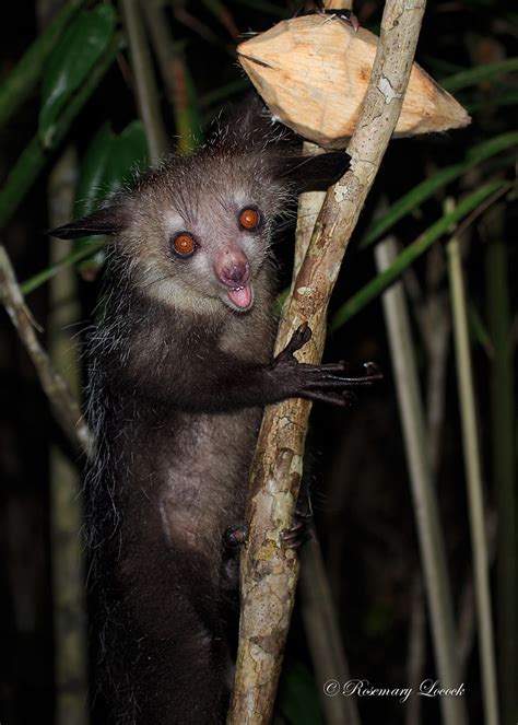 Aye Aye Nocturnal Lemur Daubentonia Madagascariensis Flickr