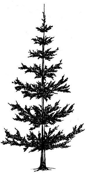 Pine Tree Clipart Black And White Free Download On Clipartmag