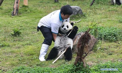 Captive Pandas Rise To 548 Globally