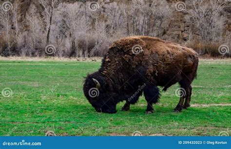 The American Bison Or Buffalo Bison Bison The Theodore Roosevelt
