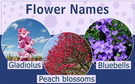 An A Z List Of Flower Names You Should Bookmark Right Away Gardenerdy