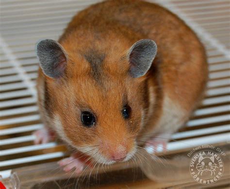 Golden Sh Syrian Hamster Hamsters As Pets Syrian Hamster Pet Rodents