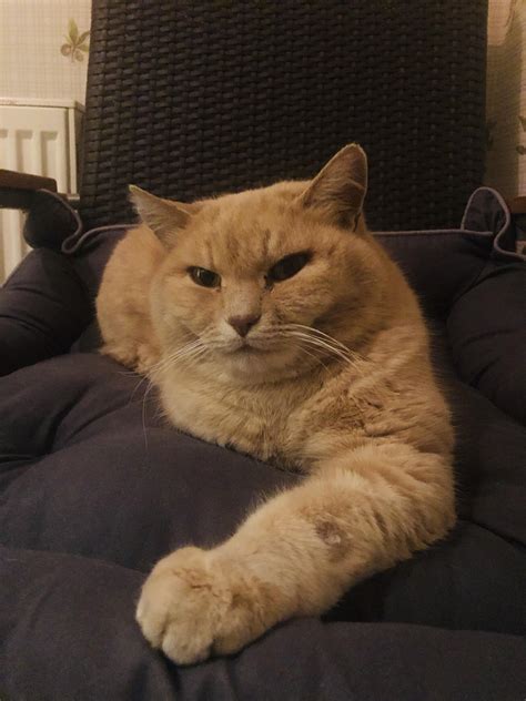 He Always Sits Like This Hello My Name Is Cat I‘ll Take All Your