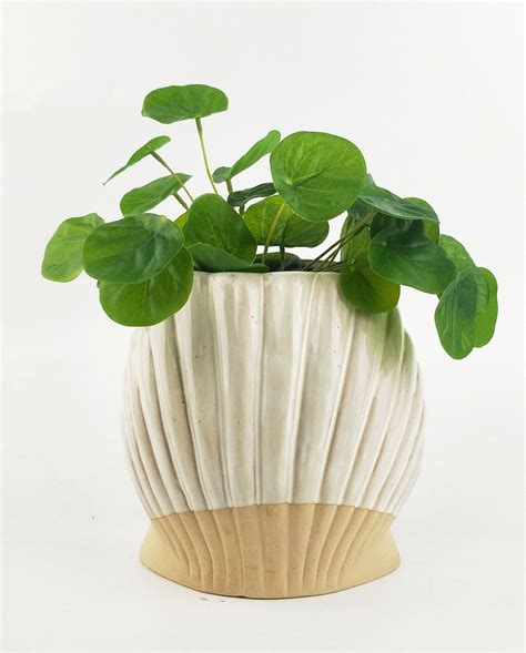 Clam Shell Planter White 17cm Pots And Planters Pots New Arrivals Pots And Planters Connection
