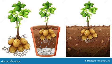 Set Of Potato Plant With Roots Isolated On White Background Stock