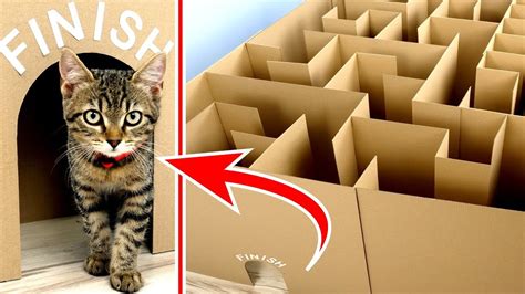 Giant Maze Labyrinth For Cat Kittens Can They Exit World Cat Comedy
