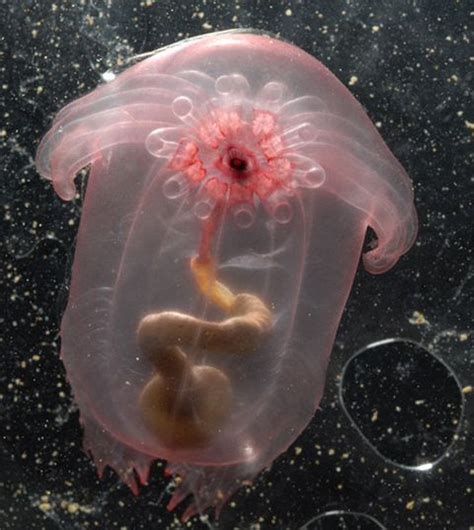 35 Weird Sea Animals Strange Sea Animals And Creatures In