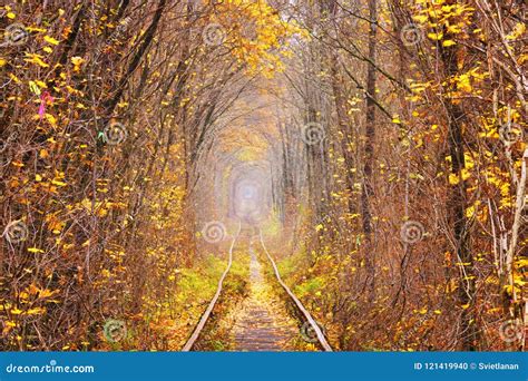 Fall Autumn Tunnel Of Love In Klevan Ukraine Stock Photo Image Of