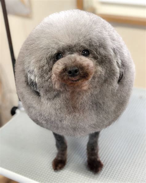 Awkward Trend Round Dog Haircuts Laptrinhx News