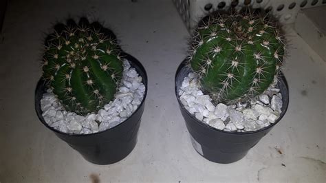 But yes, about 3 weeks is average. How do you take care of this kind of cactus? How often ...