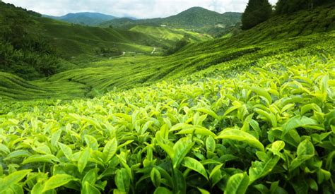 The Birth Of Ceylon Tea Ceylon Tea