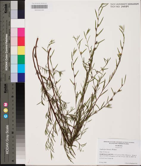 Ludwigia Linearis Species Page Apa Alabama Plant Atlas
