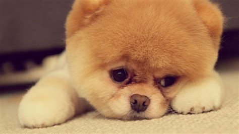 🥇 Sad Puppy Face Wallpaper 84273