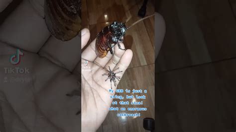 What An Enormous Cockroach Tarantula Exotic Cockroach Tiktok